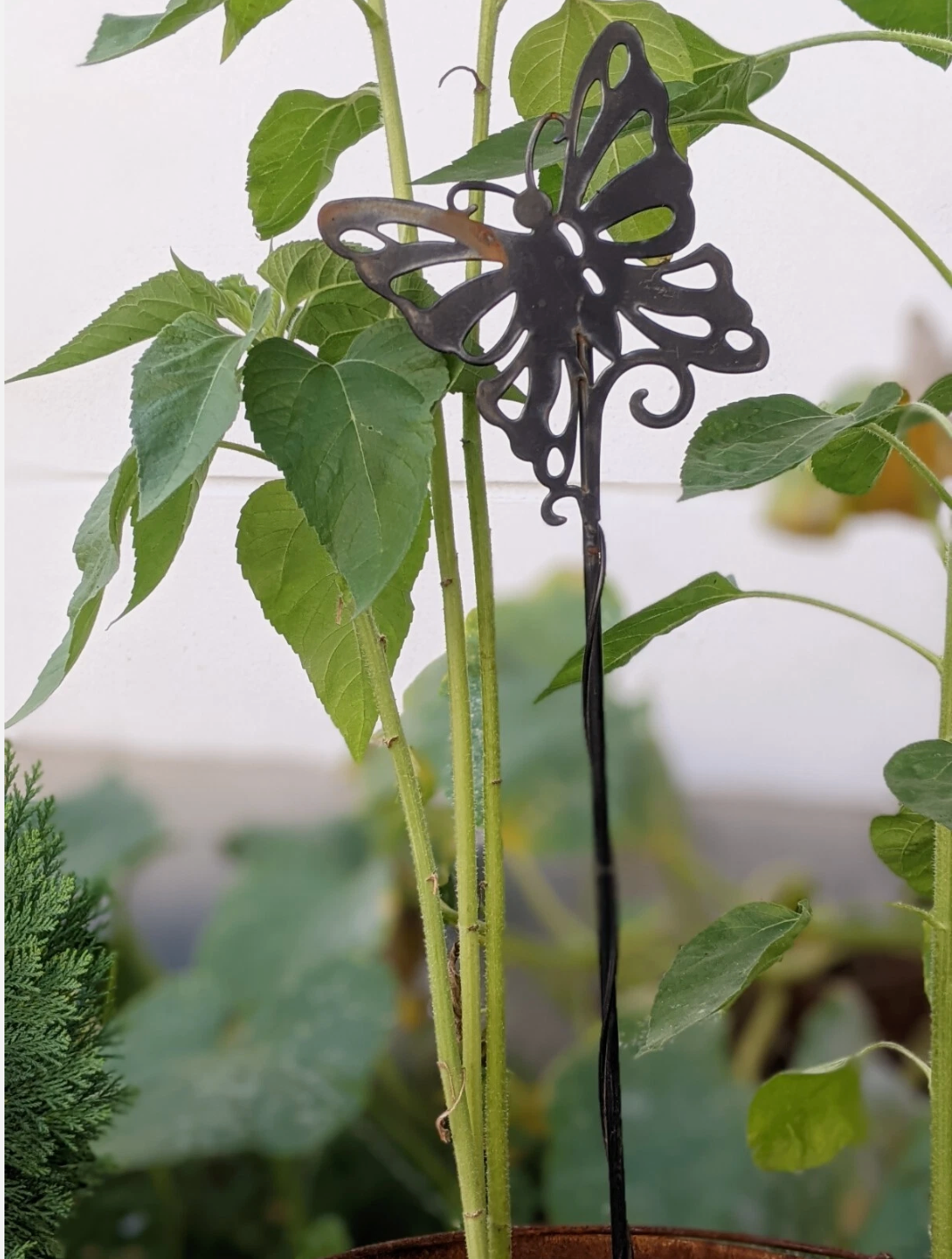 B. Wahl Gartenstecker Beetstecker  Schwarz，Höhe ：72cm，Breite：13cm