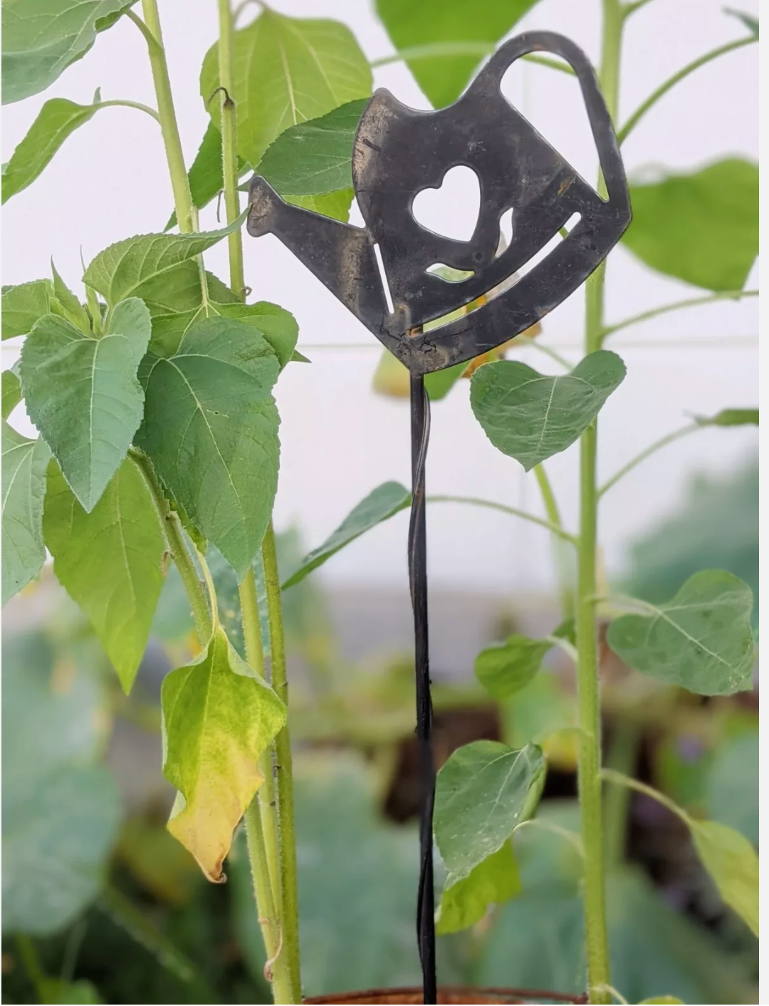 B. Wahl Gartenstecker Beetstecker  Schwarz，Höhe ：72cm，Breite：14cm