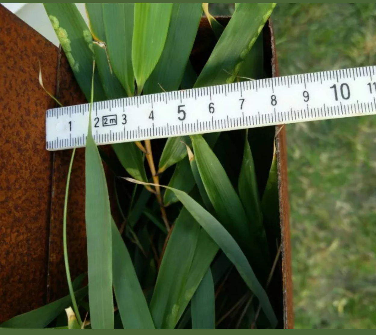 Edelrost Garten Pflanzschale Rost Blumentopf Sichtschutzwand Rost Pflanzschale